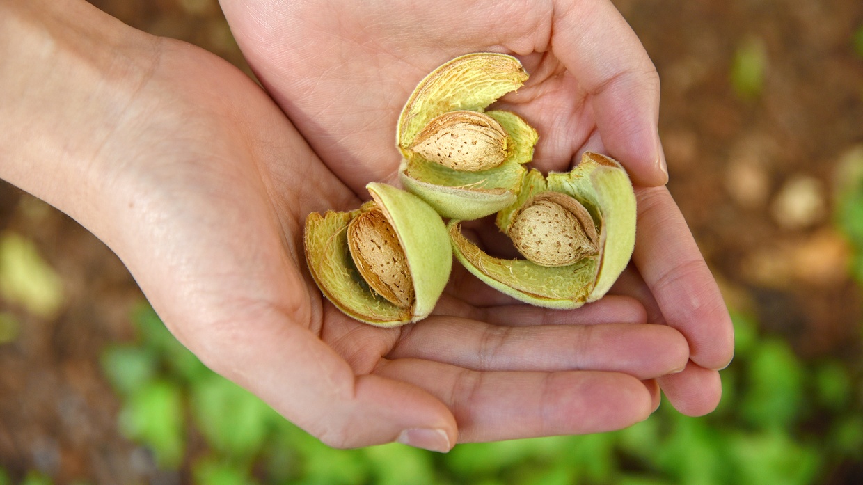 Hands holding fresh almonds in their shells