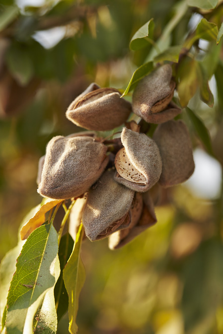 Ripe almonds on a tree branch